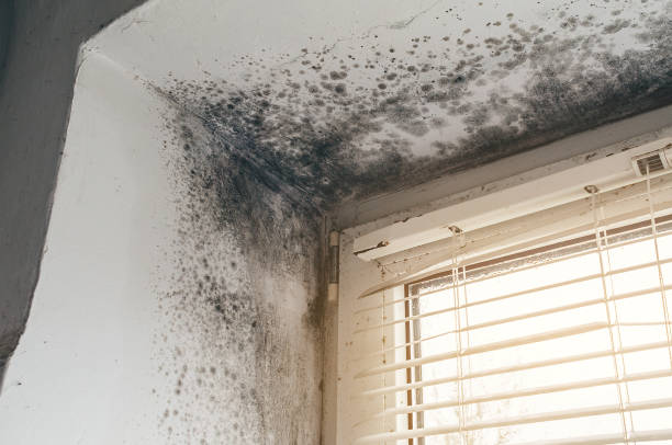 Affordable Attic Mold Remediation solutions in Frisco, CO